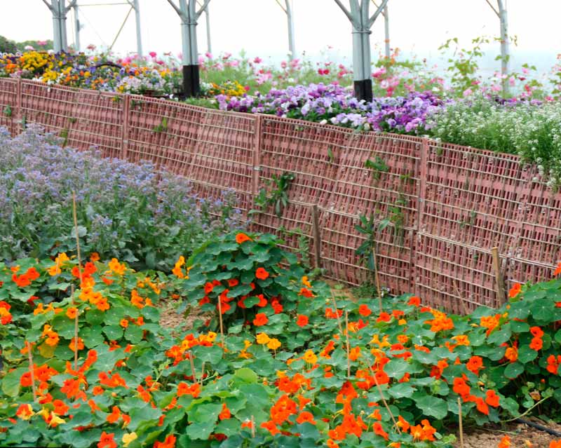 bloommh!-ferme-florale-Fleurs-Comestibles, Nantes, Angers, Cholet, Bretagne, Aquitaine, Ille de France, Pays de La Loire