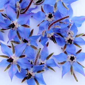 bloommh-Bourrache-Fleurs-Comestibles, Nantes, Angers, Cholet, Bretagne, Aquitaine, Ille de France, Pays de La Loire