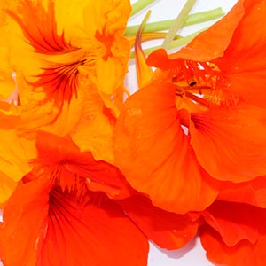 bloommh-Capucines-Fleurs-Comestibles, Nantes, Angers, Cholet, Bretagne, Aquitaine, Ille de France, Pays de La Loire