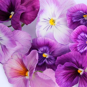 bloommh-Pensees-Fleurs-Comestibles, Nantes, Angers, Cholet, Bretagne, Aquitaine, Ille de France, Pays de La Loire