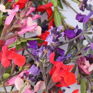 bloommh!-ferme-florale-Fleurs-Comestibles, ppam-Nantes, Angers, Cholet, Bretagne, Aquitaine, Ille de France, Pays de La Loire