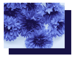 bleuet-Bloommh!-catalogue-fleurs-comestibles-Maine-et-Loire-Pays-de-la-Loire-Bretagne-agriculture-biologique