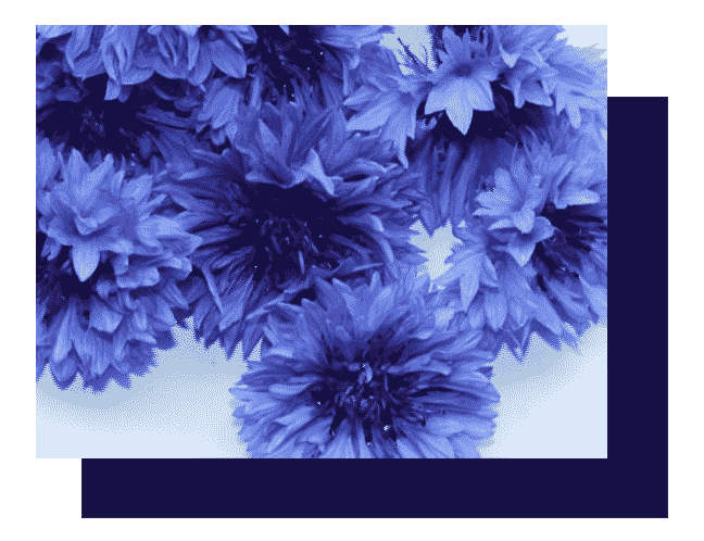 bleuet-Bloommh!-catalogue-fleurs-comestibles-Maine-et-Loire-Pays-de-la-Loire-Bretagne-agriculture-biologique